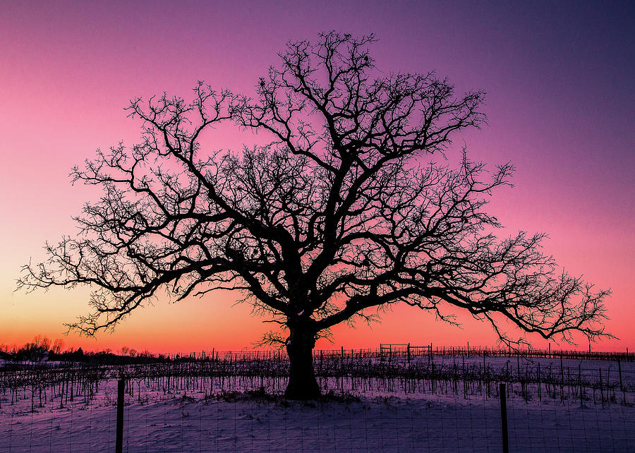 Tree left. Tree without leaves. Sunhome дерево. Big Tree without a leaves. Pic of Tree without leaves.